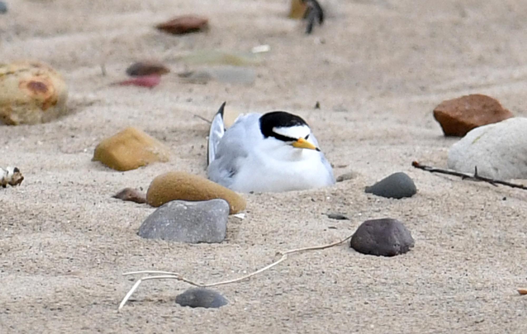 Little terns fly 3,000 miles from Africa to Hartlepool beach as Durham Wildlife Trust volunteers keep watch - Vimarsana News