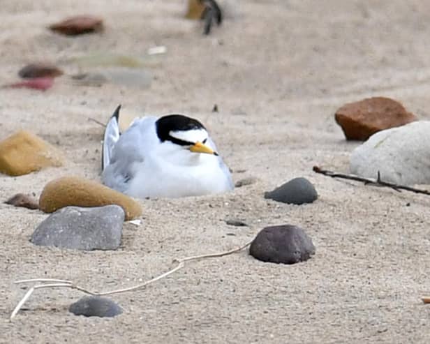 Little terns are the smallest of the five species of terns that breed in the UK and lay their eggs in shallow scrapes in the sand.
