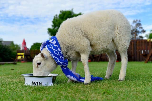 Oatesy the lamb making his prediction for Sunday's play-off final. Picture by FRANK REID