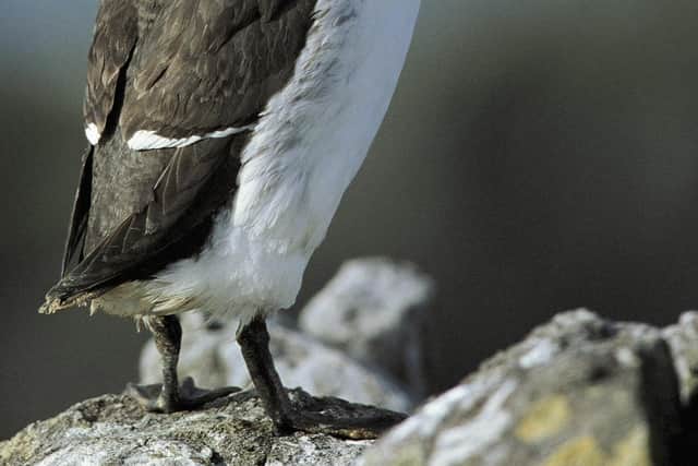 Dead guillemots have tested positive for bird flu locally. Photo RSPB