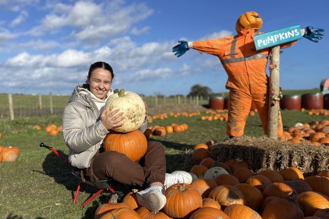 This pumpkin picker couldn't decide which gourd she liked best, so had a photo taken with them all.