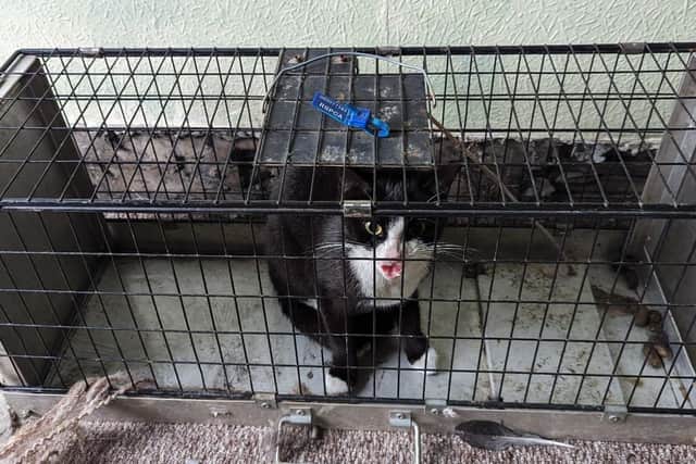 Felix was trapped inside a boarded-up house for ten days.