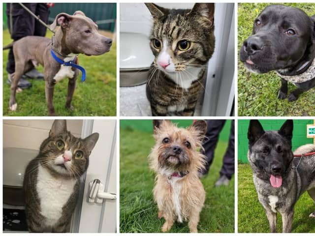 Just some of the cats and dogs seeking their forever home.