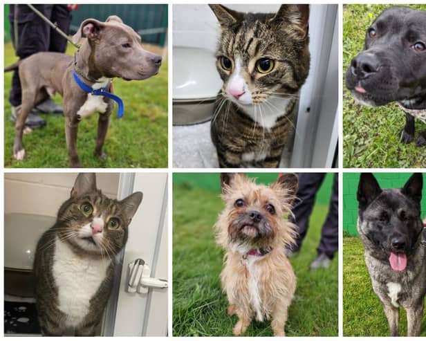 Just some of the cats and dogs seeking their forever home.