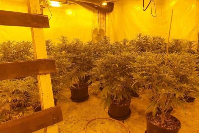 This cannabis farm was discovered in Raby Road.