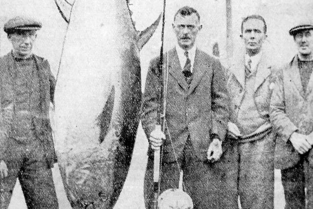 This little tunny was caught by fishermen in Hartlepool in May 1931.