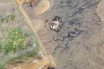Carl Clyne spotted a large number f dead crabs while walking his dog in Seaton Carew. /Photo: Carl Clyne