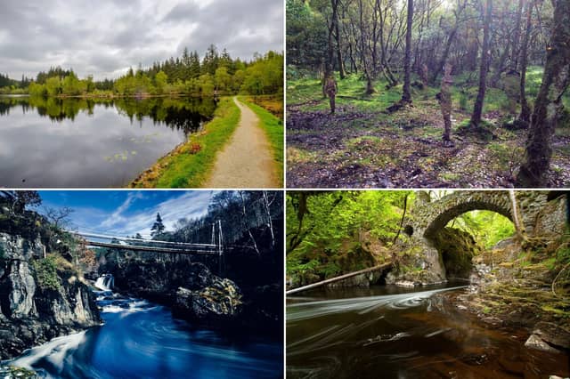 Some of the most beautiful forest walks in Scotland.