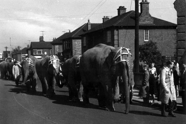 Its difficult to imagine elephants parading along Oxford Road today but this was the scene when the circus came to town around 60 years ago.