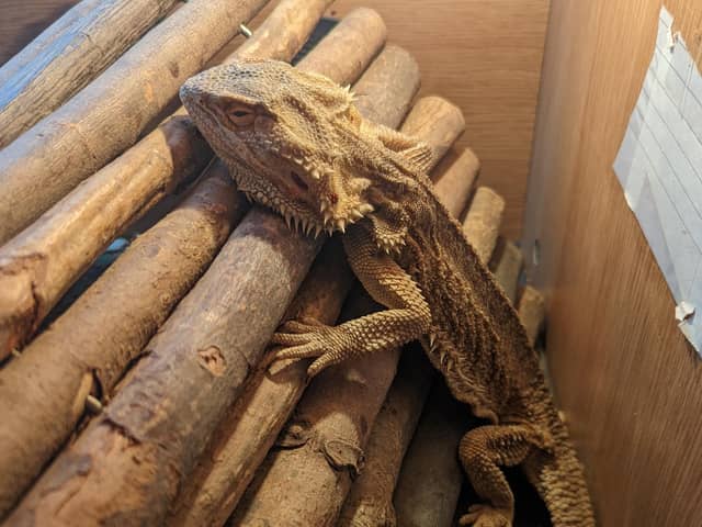 Spike, the bearded dragon, who was neglected for up to two months.
