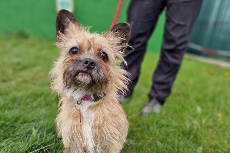 Izzy is  17 months old and a small female Border terrier-cross-French bulldog.