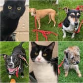 Could you provide one of these cats and dogs with a loving home? Read on for further details.
