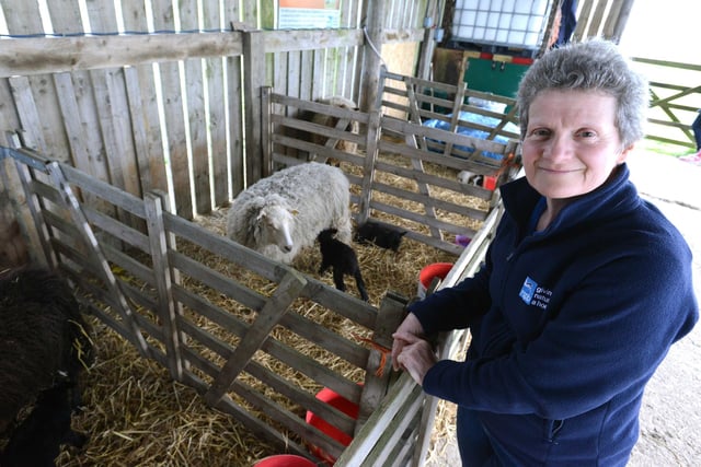 Back to 2017 for the Lambing Live event at RSPB Saltholme with manager Caroline Found in the picture.