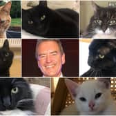 Jeff Stelling with six of his pet cats (clockwise) Gilbert, Diesel, Duchess, Jet, Bert, Dave Challinor and Pilchard.