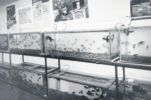 The fish tanks inside Waltons.