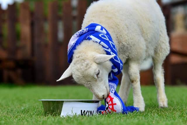 Oatesy the lamb was on the ball when he predicted a Hartlepool win in the play-off final last year. Picture by FRANK REID