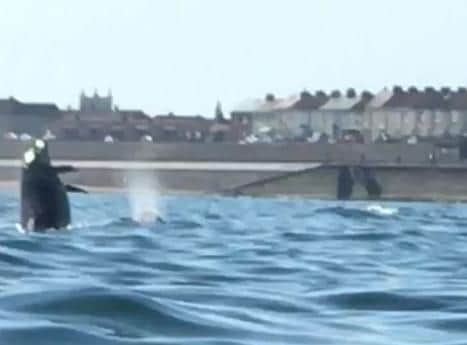 Mally Kelly and Adam Wakefields photos caught the dolphins as they were close to the Hartlepool coastline.