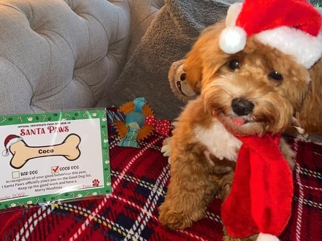 Chi-Poo Coco is 29 weeks old - and Santa Paws himself has handed down a Good Dog award.
