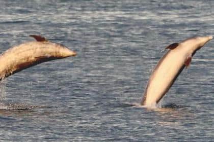 More than 50 dolphins were spotted swimming off the Hartlepool coast on Sunday evening./Photo: Donald Lang