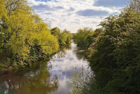 Lovely green foliage down by the river. From @mixed_shots_photography