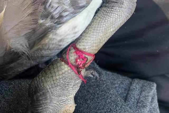 String was tangled round the leg of a Canadian goose which had to be helped by members of the Hartlepool Wildlife Rescue team.