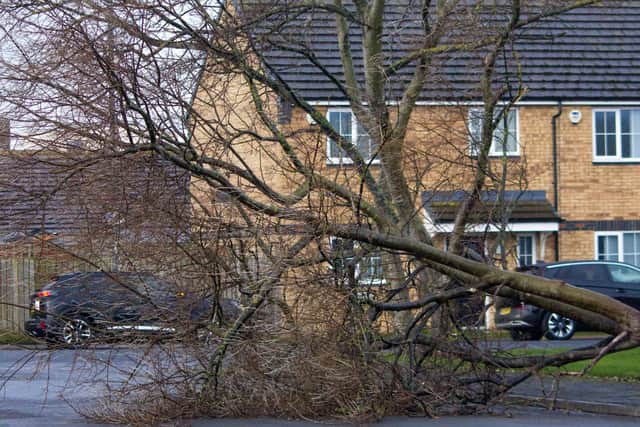 A fallen tree at the top of Reed Street. 

Picture: Patrick Liddell.