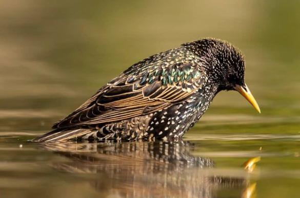 @theskysthelimit.photography found this bird checking out it's own reflection.