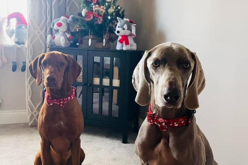 Rupert and Jasper are all ready for Christmas in their festive collars.