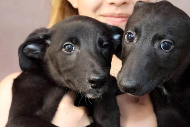 The pair of unnamed Hartlepool pups are back at their Hartlepool kennels.