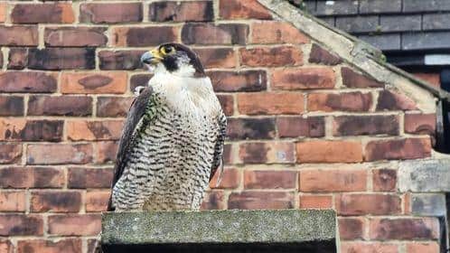 Carl says the RSPB confirmed the bird was a peregrine falcon./Photo: Carl Gorse