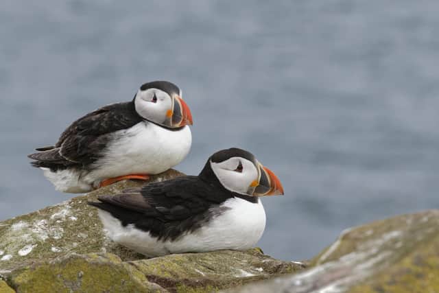 Puffins are excellent diggers and nest underground in burrows where they rear a single chick called a puffling