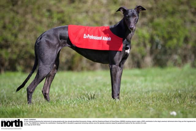The new scheme has benefited greyhounds across the North East