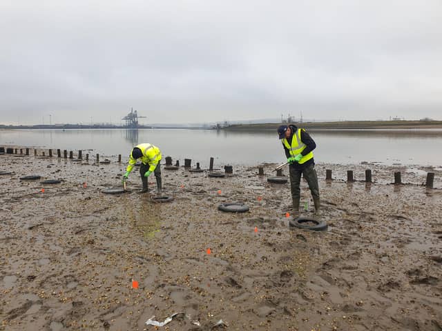 Caulking guns are being loaded with sediment and seagrass seeds to directly inject seagrass seeds into the Tees estuary.