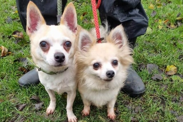 Cute chihuahuas Peanut and Chico are looking for a perfect quiet home together. The boys could not live with other pets, but could possibly live with older children.