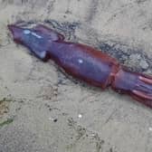 The squid was spotted at Seaton Carew earlier this week./Photo: Chris Wake