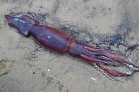 The squid was spotted at Seaton Carew earlier this week./Photo: Chris Wake