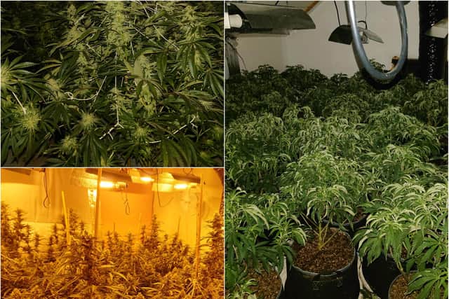 A total of 128 cannabis plants were found growing in four rooms in the house in Mitchell Street. Hartlepool Neighbourhood Police Team released these pictures of the operation.