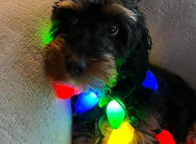 Bertie has been "helping" with the Christmas decorations.