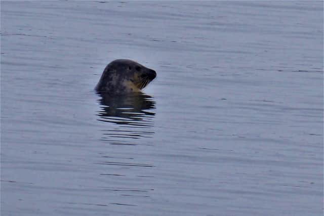 Denny has said he spotted three seals in the water./Photo: Denny Hunter