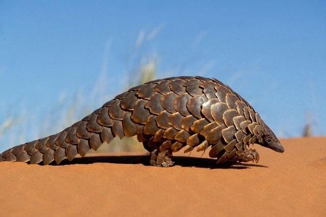 An scaly ant-eater native to Tanzania was offered to Hartlepool in 1999 as a token of the town's growing links with the African country's Kilimatinde area. Animal experts decided that Eric the Pangolin might not survive in our colder climate.