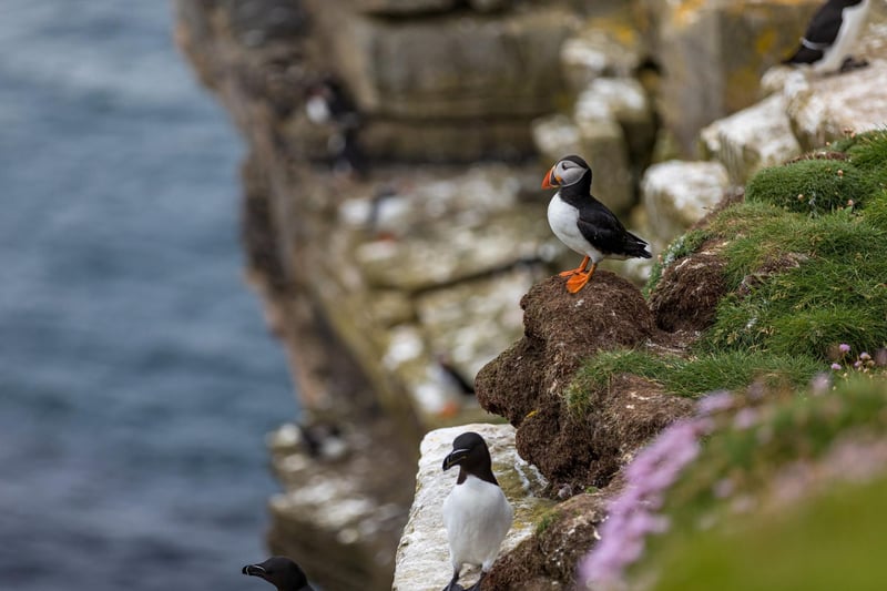 "A completely different view than the one you see on land. Exploring caves, Whaligoe Haven, castles, geos, natural arches and much more" says Ellie of the Caithness Geo Explorer trips, "Close up views of seasonal nesting birds and marine wildlife all accompanied by the storytelling skill of William."