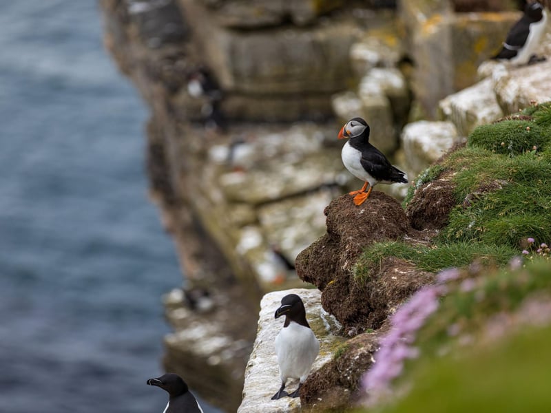 "A completely different view than the one you see on land. Exploring caves, Whaligoe Haven, castles, geos, natural arches and much more" says Ellie of the Caithness Geo Explorer trips, "Close up views of seasonal nesting birds and marine wildlife all accompanied by the storytelling skill of William."
