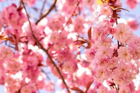 Pink blossoms from @isobelwalkerphotography