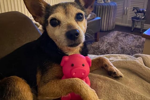 Rio, age 11, has a firm paw on his favourite pig toy!