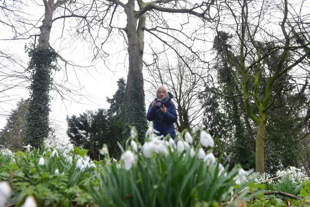 A visitor take a picture of the snowdrops in bloom.
