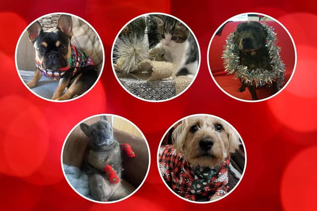 The Christmas prep is underway and we're excited to meet our first line-up of Santa Paws stars for 2022. Come on down ...