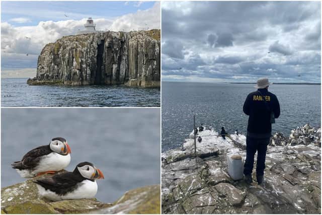 The annual puffin census returns to The Farne Islands off the Northumberland coast