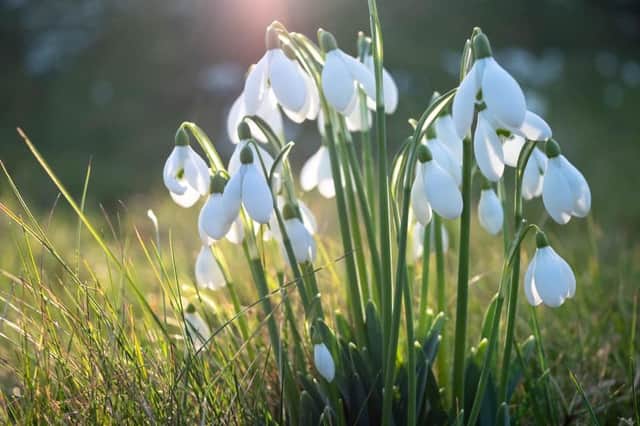 Snowdrops are the first sign of spring.