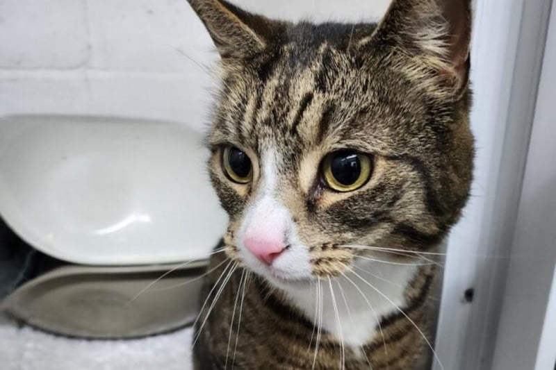 Max is a seven-year-old neutered male short-haired domestic cat.