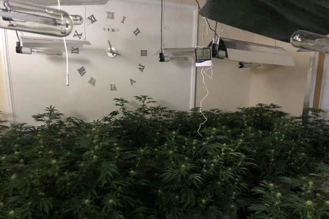 Peterlee Police discovered more than 120 cannabis plants.
